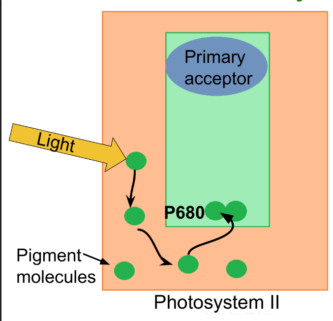 <p>What happens in step 1 of photosystem II?</p>