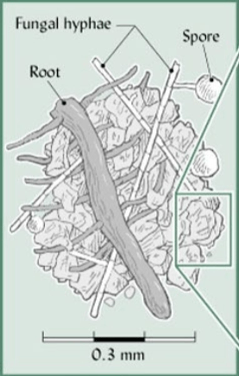 <p>0.3 mm diameter aggregates held together by root hairs, hyphae, and polysaccharides exuded by plants and microbes</p>