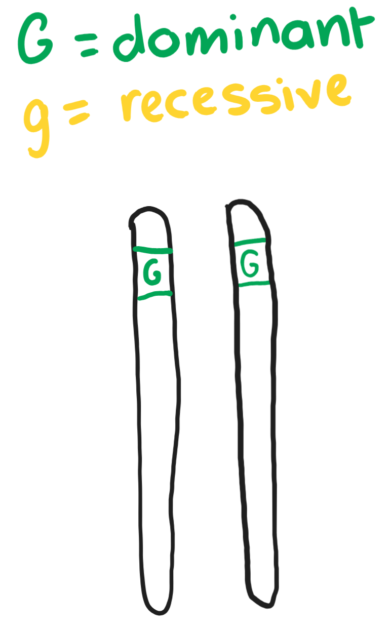 <p>The diagram shows two homologous chromosomes. What can the organism be described as?</p>