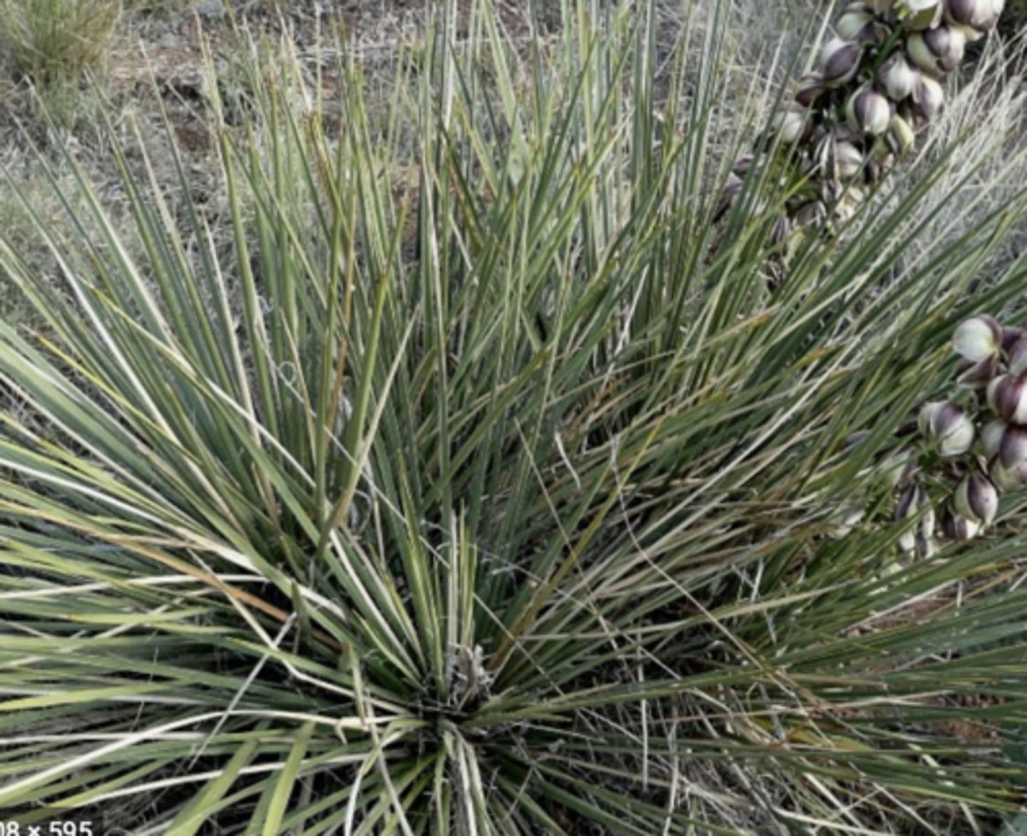 <p>skinny yucca, more arching, less common</p>