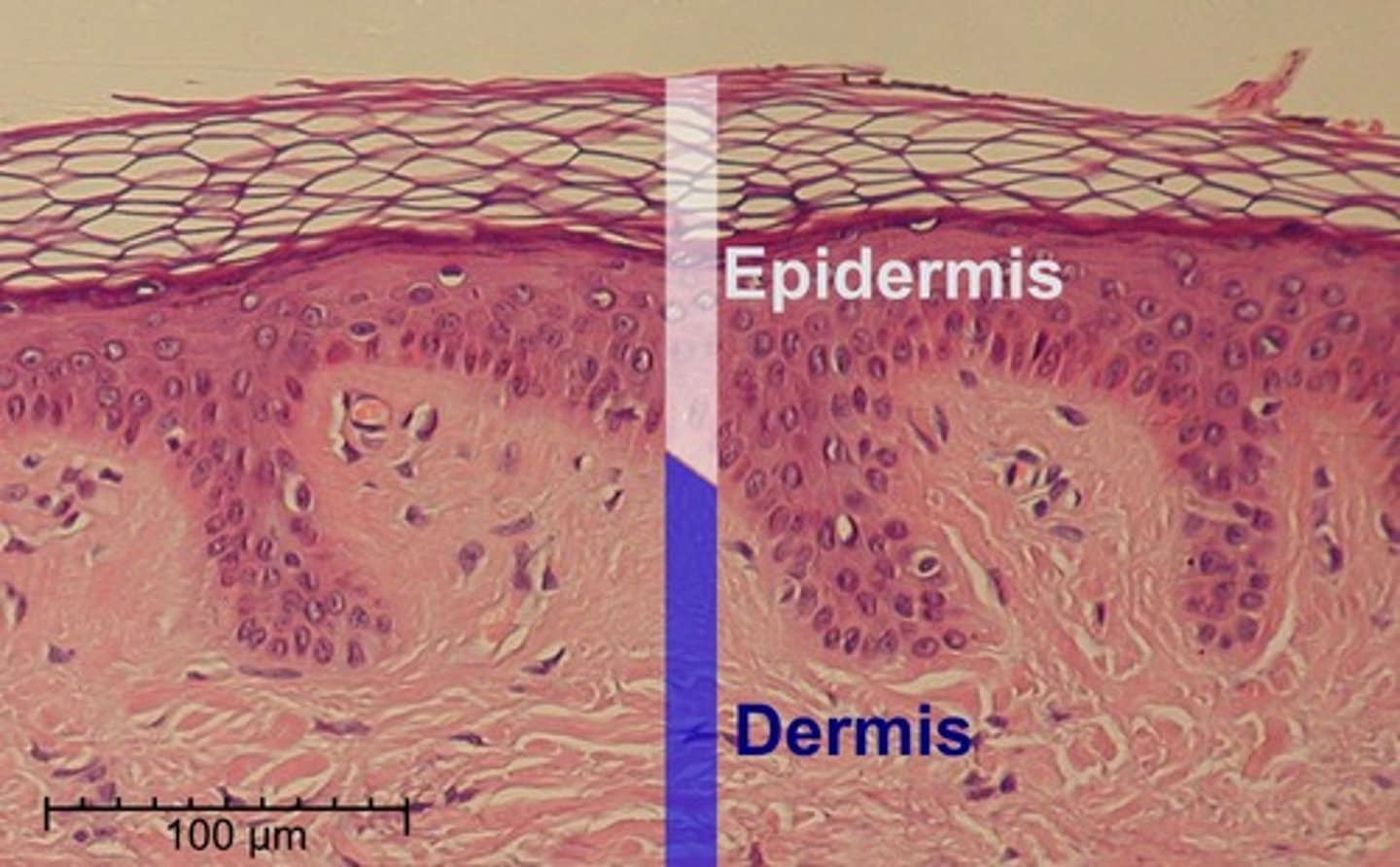 <p>The skin; composed of epidermal and dermal layers</p>