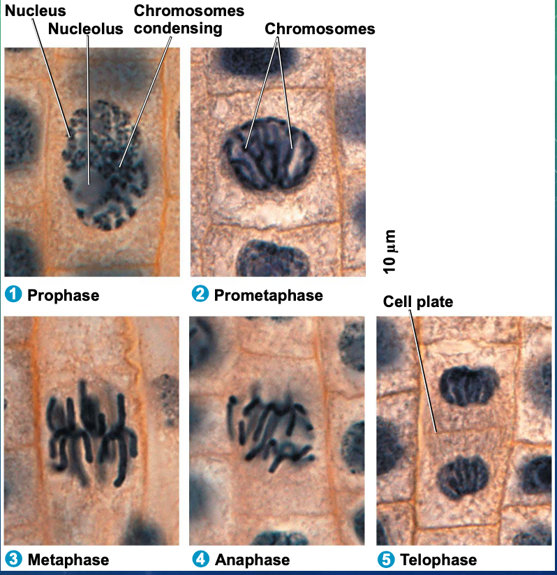 <p>prophase</p><p>metaphase</p><p>anaphase </p><p>telophase</p>