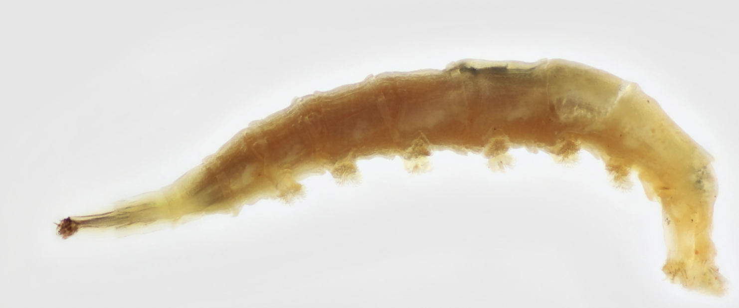 <p>Identify to order, Name ecology and feeding type</p>