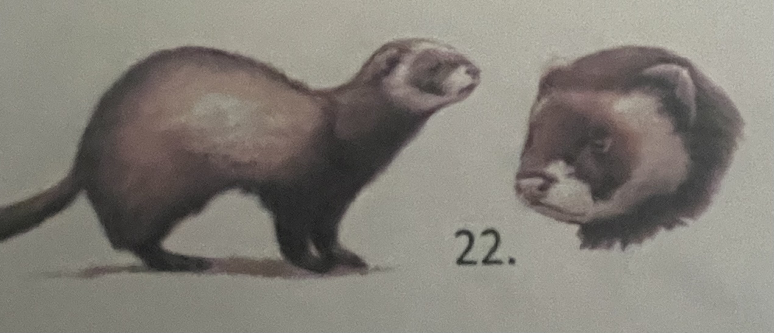 <p>mikä eläin</p>