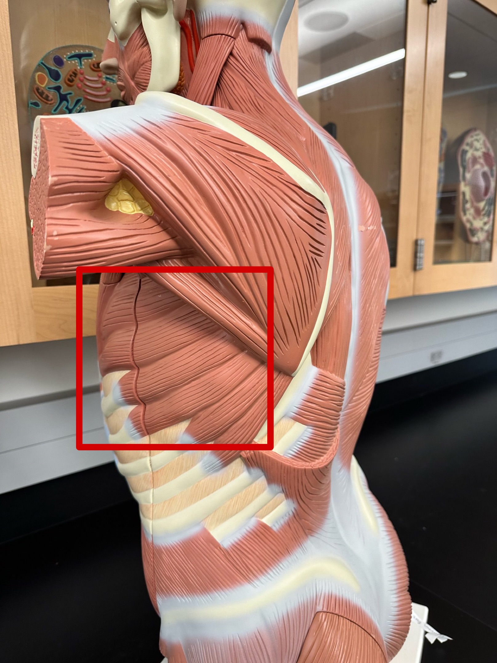 <p>ID muscle</p>
