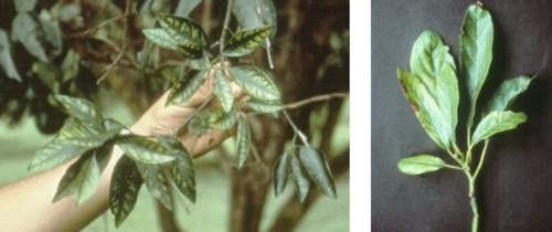 What deficiency do these leaves have?