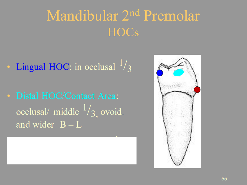 <p>A) Occlusal/Middle 1/3</p>