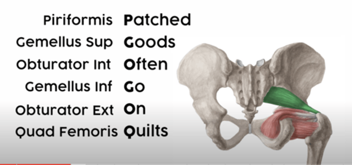 <p>mnemonic for learning deep muscles of the hip</p>