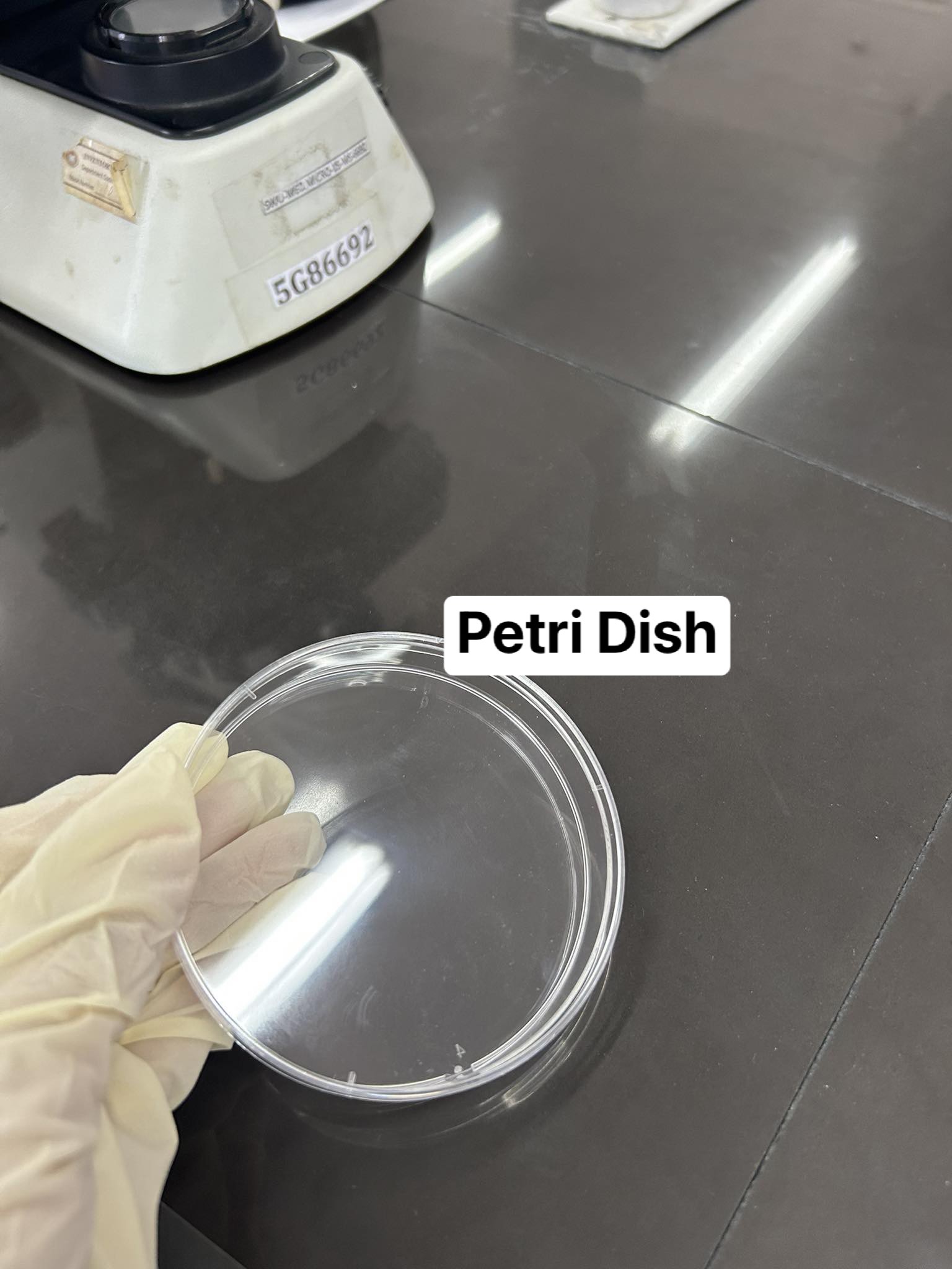 <p>Petri Dish</p>