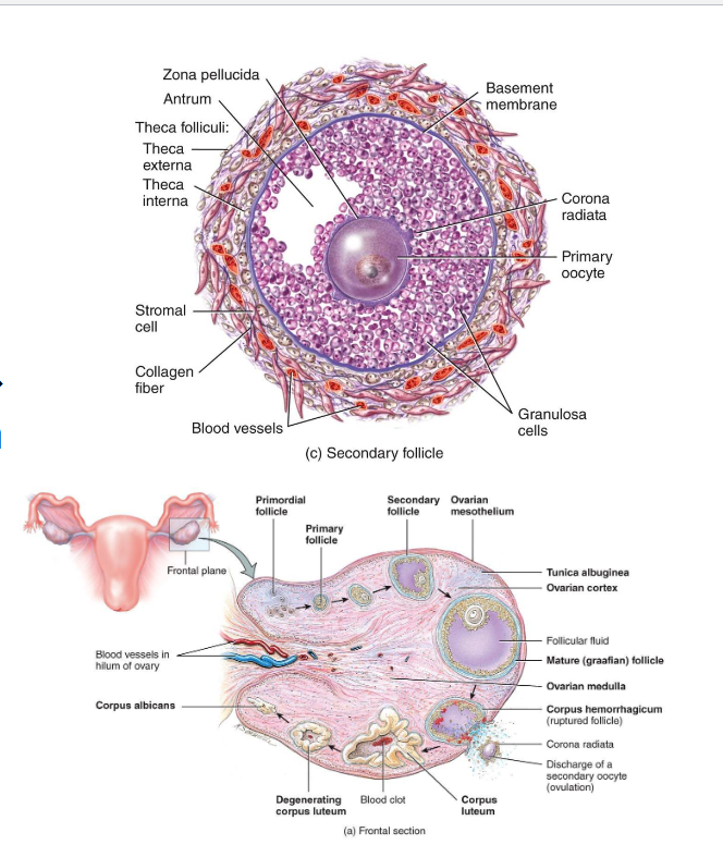 <p><span style="color: rgb(0, 0, 0);">LH → Theca Cell → Androgen → Granolosa → Estrogen</span></p><p><span style="color: rgb(0, 0, 0);"><span>• Granulosa layers multiply</span></span><span style="color: rgb(0, 0, 0);"><br></span><span style="color: rgb(0, 0, 0);"><span>• Theca cells form around follicle → respond to LH → make androgens → converted to estrogen by granulosa cells</span></span><span style="color: rgb(0, 0, 0);"><br></span><span style="color: rgb(0, 0, 0);"><span>• Follicular fluid begins to accumulate</span></span></p>