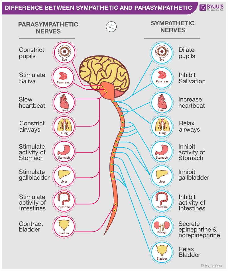 <p>Calms body after the fight or flight response and returns it to homeostasis, which is a state of balance</p>