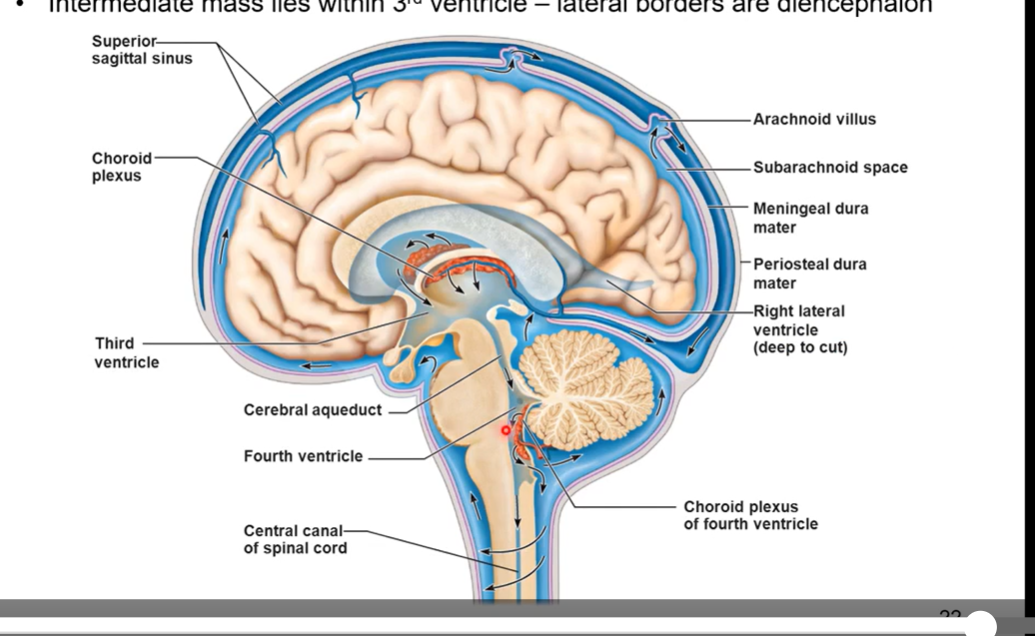 <p>Septum pellucidum separates the two lateral ventricles - roof is corpus callosum</p><p></p><p>intermediate mass lies within 3rd ventricle - lateral borders are diencephalon</p>