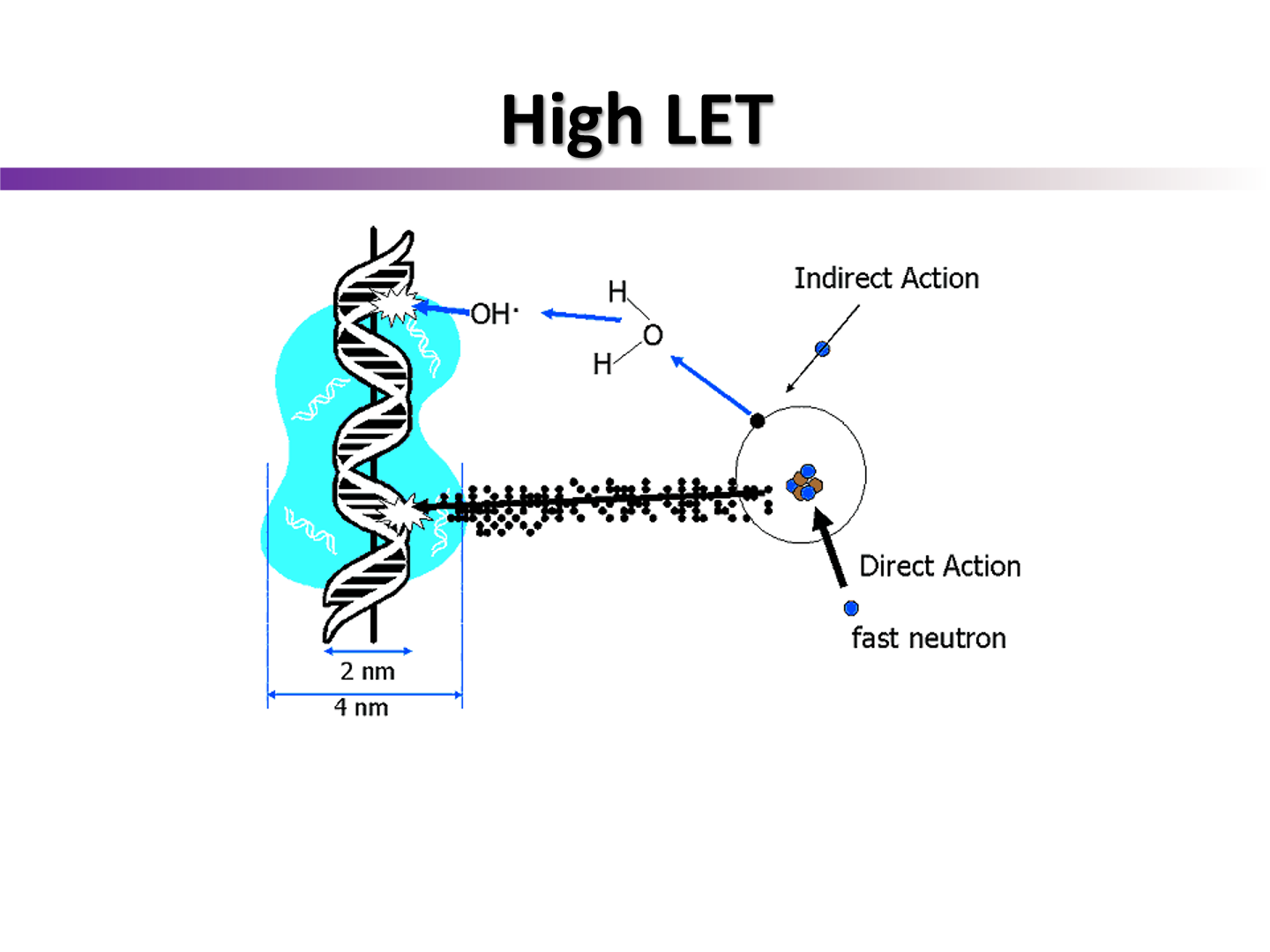 <p>direct action; electron damages the DNA strand directly if it lies in the direction of the electron track</p>