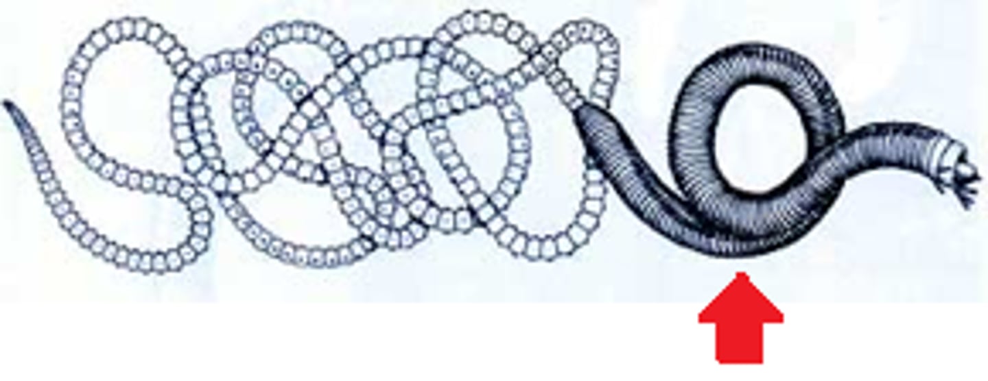 <p>- Normal parts of a worm</p>