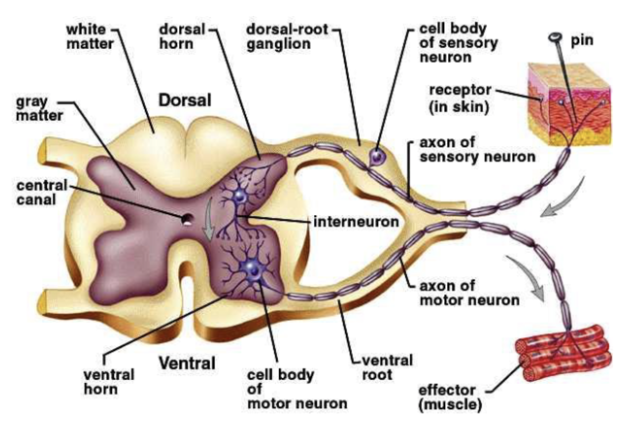 <p>through dorsal root</p><p>soma located in dorsal root ganglion (enlarged region in dorsal root containing somas of many afferent neurons)</p>