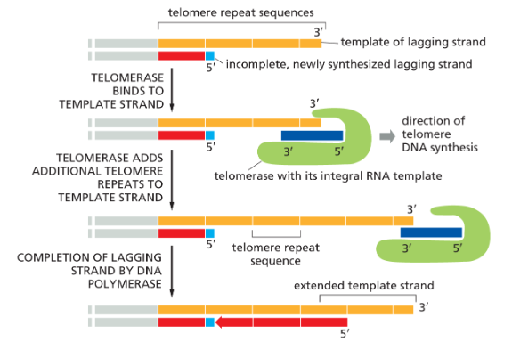 <p>Enzyme that elongates telomeres, synthesizing the repetitive nucleotide sequences found at the ends of eukaryotic chromosomes</p><ul><li><p>carries its own RNA template</p></li></ul><p></p>
