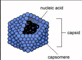 <p>Capsid shape that takes the shape of a regular, convex icosahedron (20-sided 3D shape composed of equilateral triangles); includes adenoviruses, picornaviruses, including Hep A and polio</p>