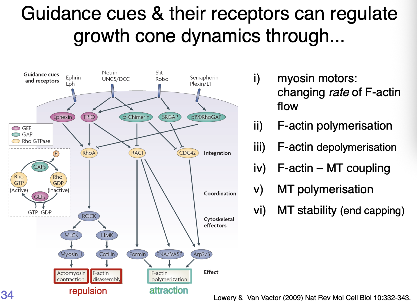 <ol><li><p>Myosin motors→ changing rate of F-actin flow</p></li><li><p>F-actin polymerisation</p></li><li><p>F-actin depolymerisation</p></li><li><p>F-actin- MT coupling</p></li><li><p>MT polymerisation</p></li><li><p>MT stability (end capping)</p></li></ol><p></p>