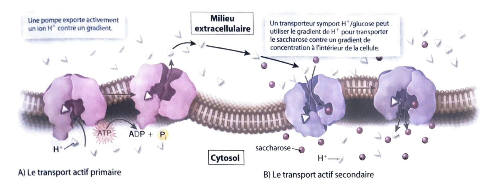 <p>1) Creation du gradient</p><ul><li><p>Une pompe hydrogène utilise ATP pour expulsé les ions H+ a l’extérieur de la cellule</p></li><li><p>Il y a plus d’ions H+ = charge a l’extérieur </p></li><li><p>Un gradient électrochimique est crée</p></li></ul><p></p><p>2) L’utilisant du gradient</p><ul><li><p>Une proteine de transport H-S est crée</p></li><li><p>Quand les ions H+ retrouenet dans la cellule selon leur gradient, ils fournissent l’énergie nécessaire pour faire entrer en meme temps de sacharrose contre leur gradient de concentration</p></li></ul><p></p>