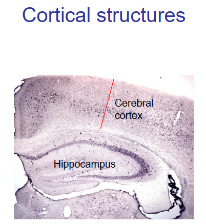 <p>Cortex – Cortical structures such as the superficial coat of gray matter of the cerebral hemispheres and of the cerebellum are characterized by a more or less orderly arrangement of the neuronal cell bodies in layers or laminae.</p>