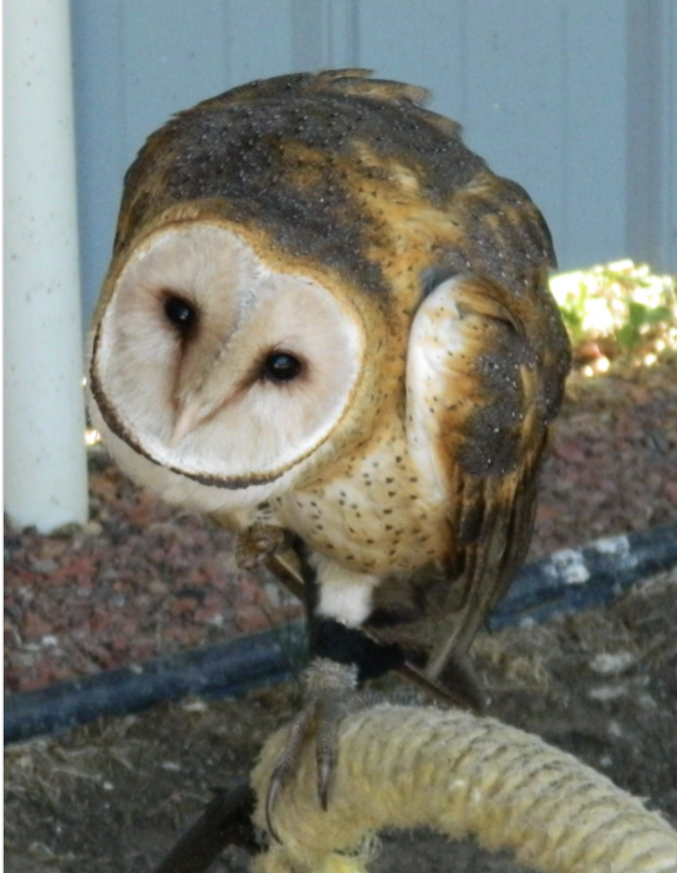 <p><span><span>owl</span></span></p>