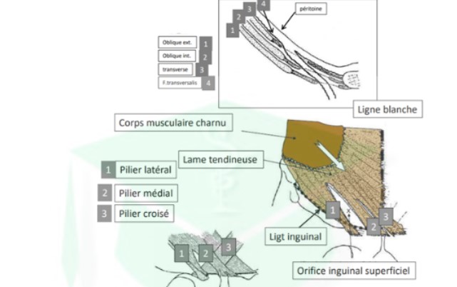 - composée de 4 couches de muscles abdominaux de l'ext vers l'intérieur : 
→ muscle oblique externe : possède un pilier ext/médial/croisé → orifice inguinal superficiel
→ muscle oblique interne 
→ muscle transverse
→ fascia transversalis = aponévrose située entre la paroi musculaire et les viscères 