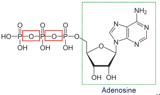 <p>phosphates linked by phosphoanhydride </p>