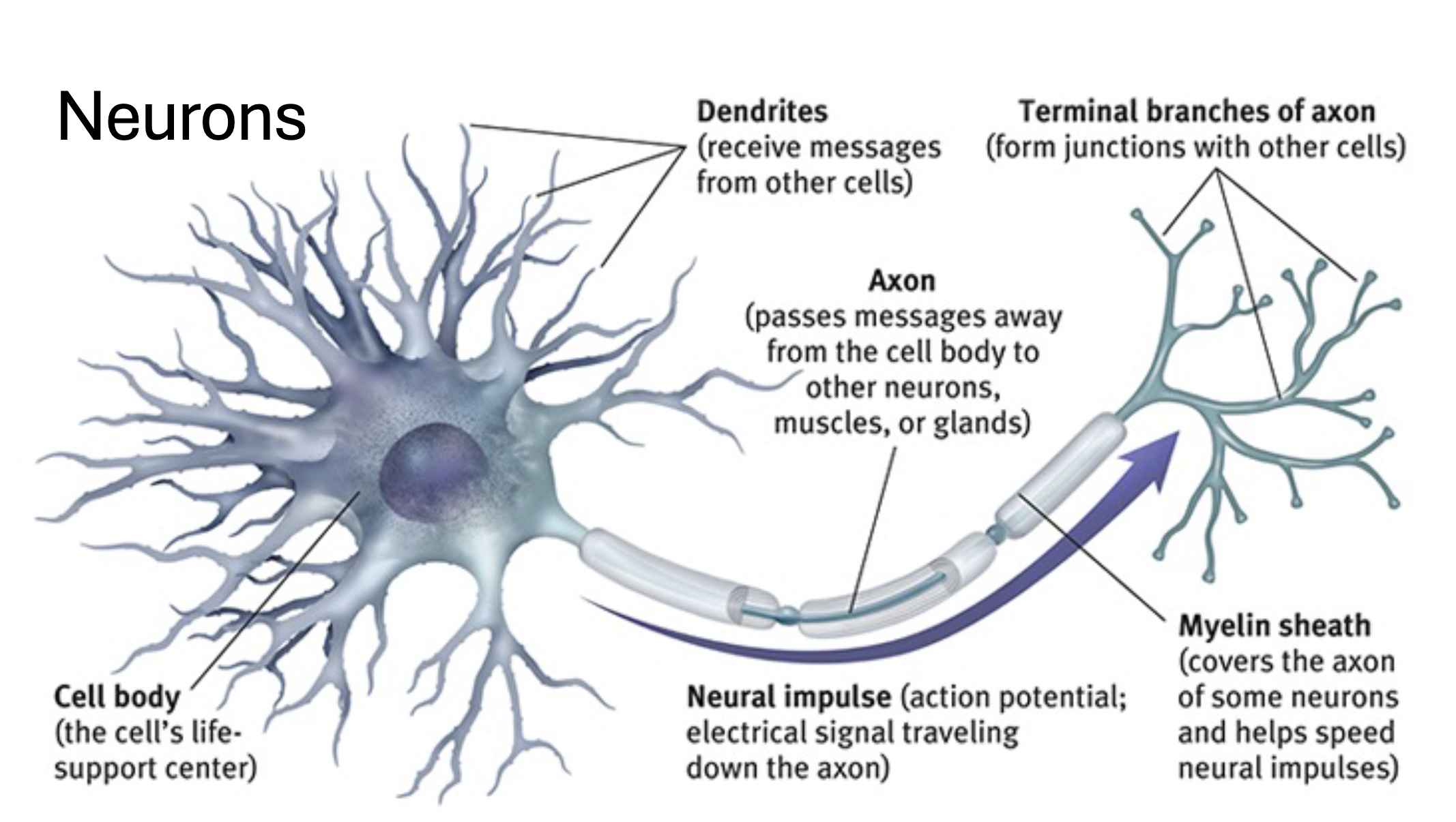 <p>Nervous/ Neuron</p><p>Cell body/Soma : one nucleus and various organelles</p><p>Dendrites: Short extensions of cell body that <strong>receive</strong> electrical impulses </p><p>Axon: Large single extension of cell body that transmit electrical impulses<strong> Away</strong>&nbsp;from cell body</p>