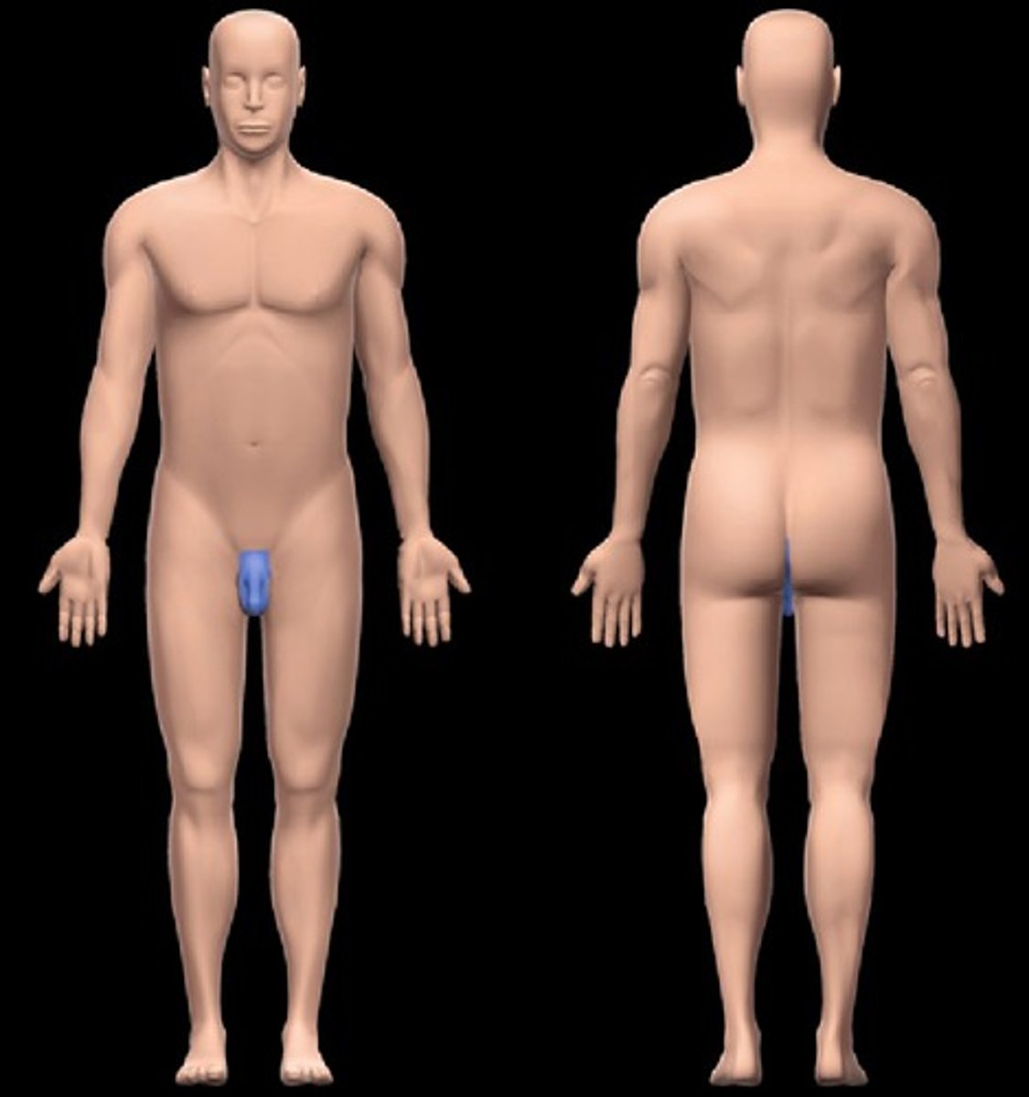 <p>Area between anus and genitals</p>