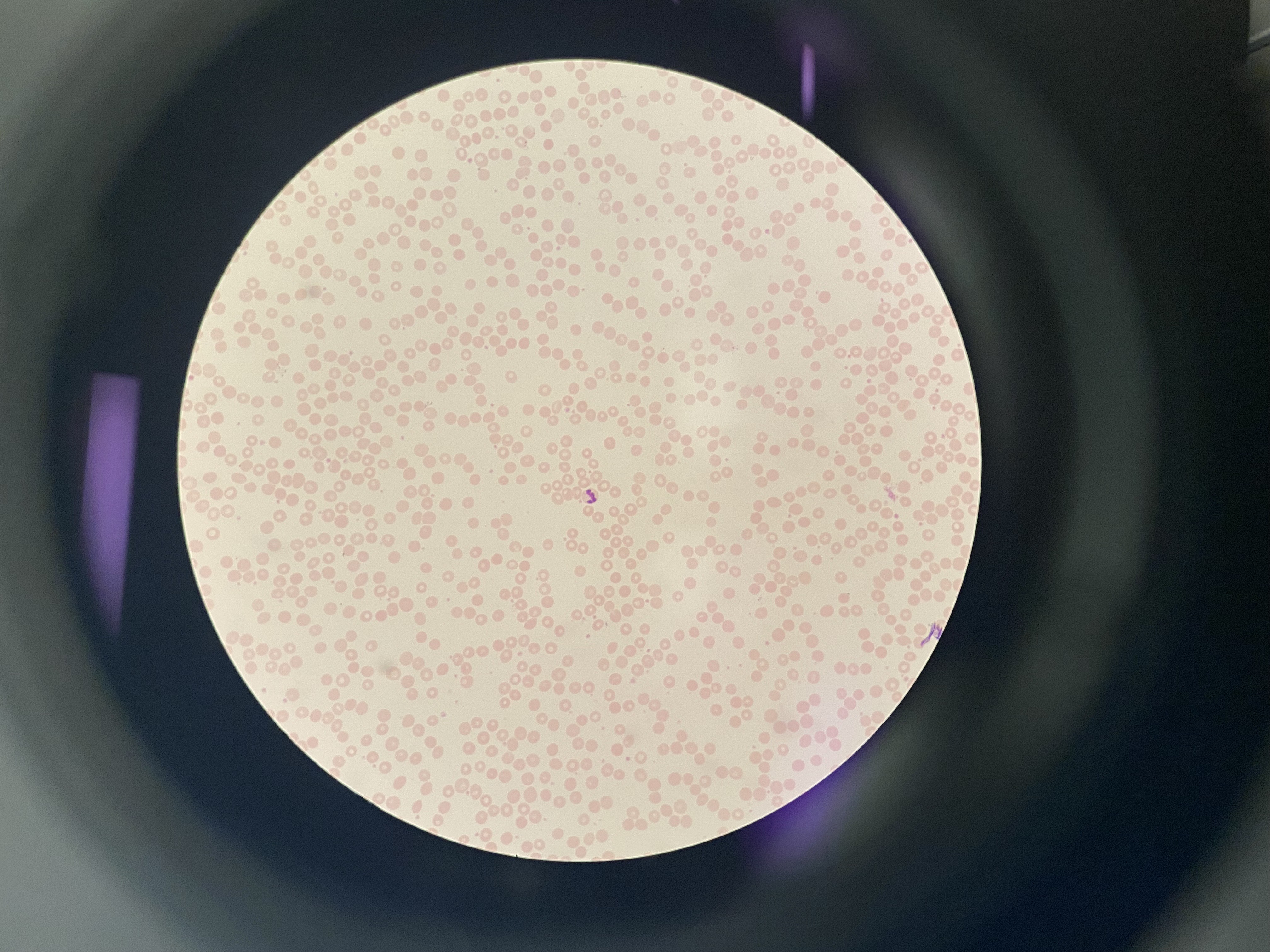 <p>What cell is this?</p>