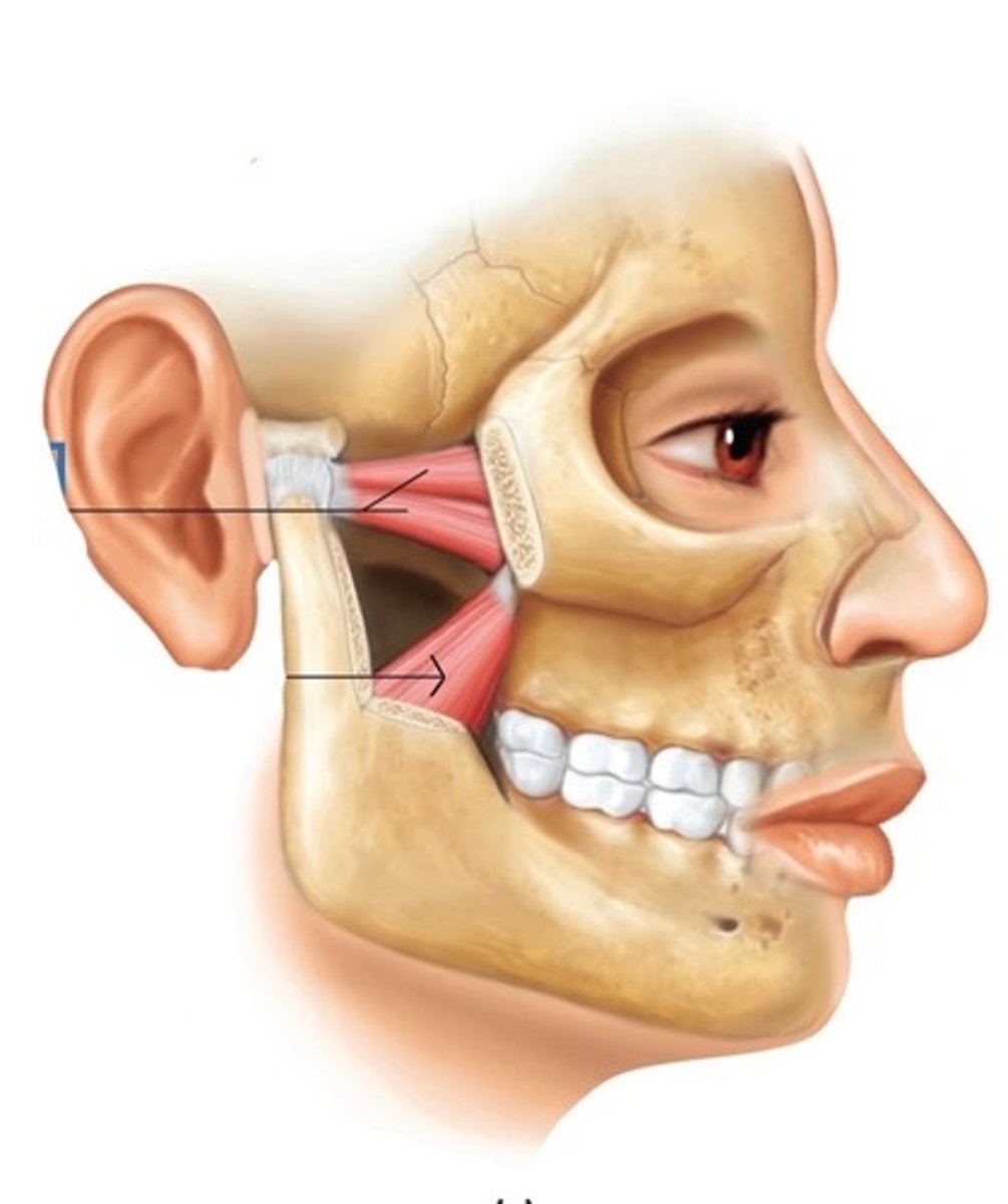 <p>What muscle is this?</p>