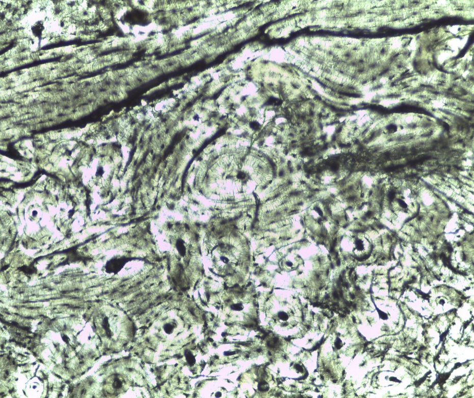 <p></p><ol><li><p><strong>Name the tissue type</strong></p></li><li><p><strong>Name the cell type</strong></p></li><li><p><strong>Know its structure</strong></p></li></ol><p></p>
