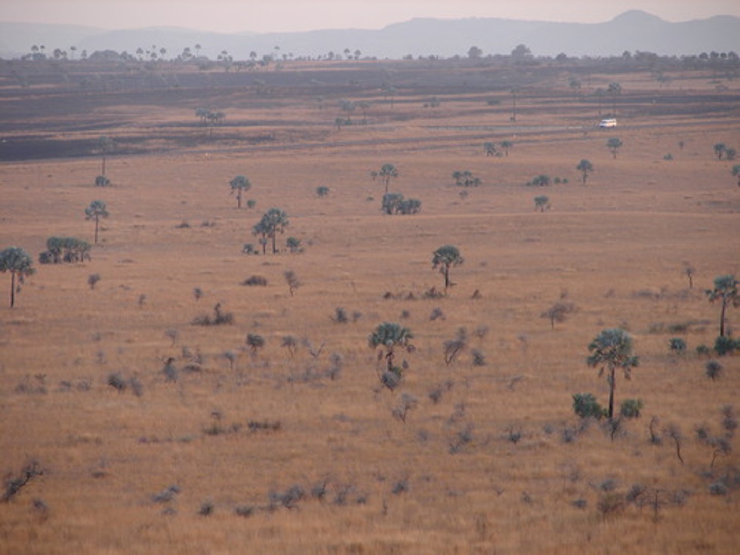 <p>- Grasslands with scattered trees, and they are located in Africa, South America, and northern Australia.</p><p>- Savannas have an extensive dry season; tree do not grow as well.</p>