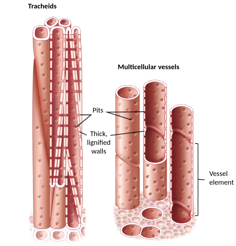 <p>smaller single celled; bundled together</p><ul><li><p>water enters the xylem sap, this enters the pits, then goes up through the next pits?</p></li></ul>