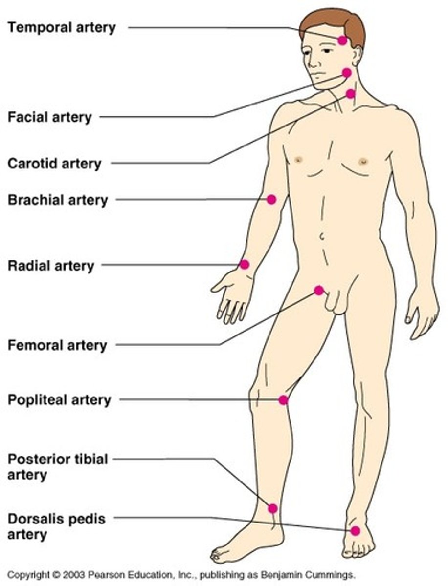 <p>1. Common carotid</p><p>2. Brachial</p><p>3. Radial</p><p>4. Femoral</p><p>5. Feet</p>