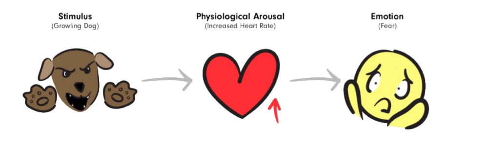 <p>Psychological arousal leads to our subjective emotional experience</p>