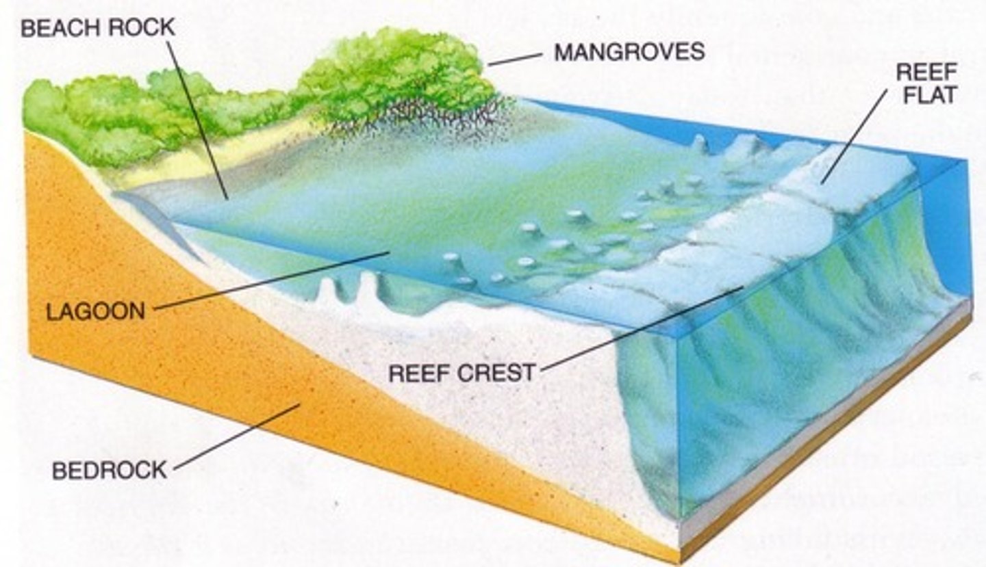 <p>The widest part of the reef, shallow, and drops gently toward the sea.</p>