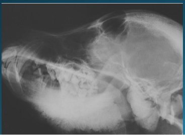 <p>Increased deposition of new bone along the mandible in puppies</p>