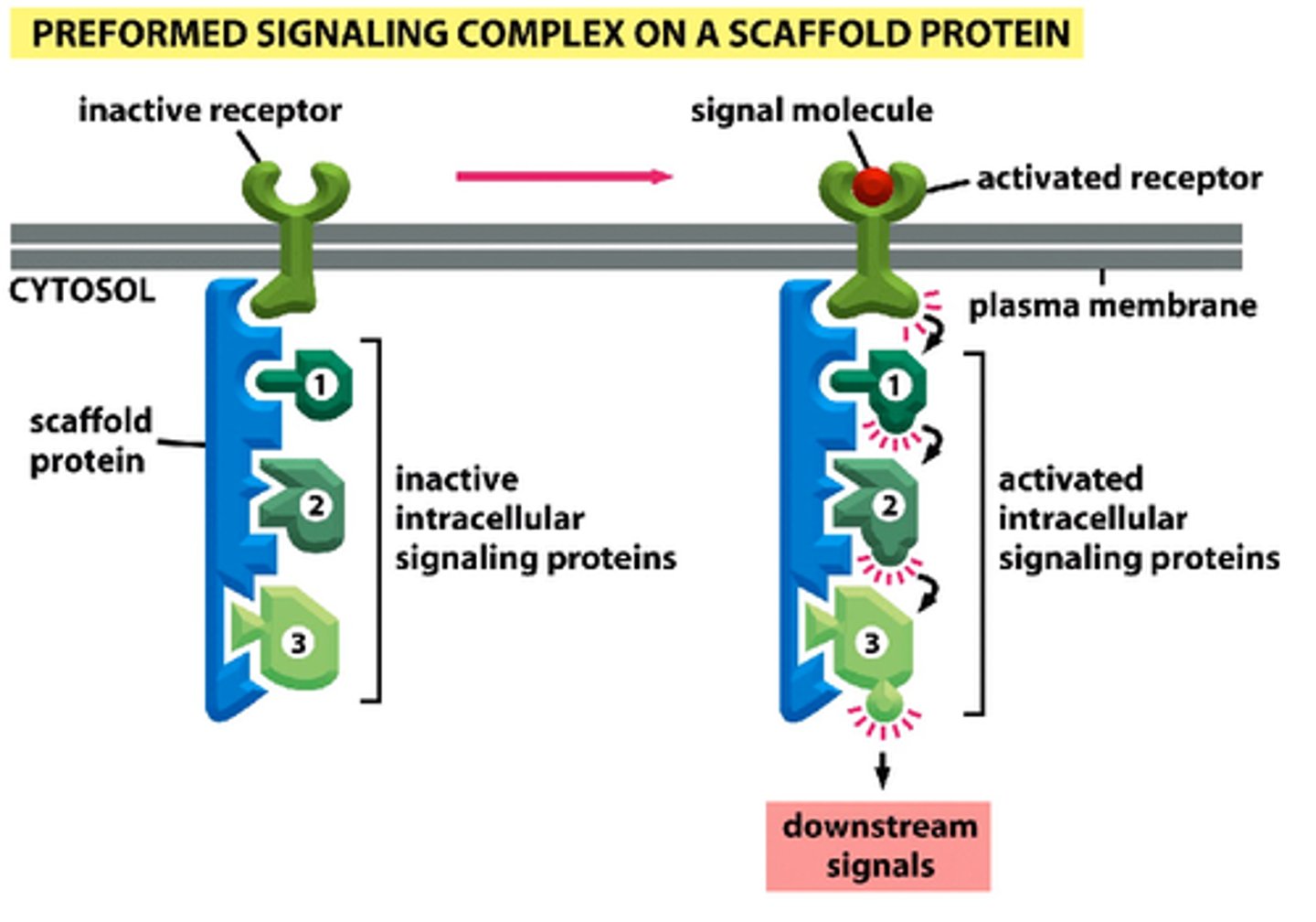 <p>improve efficiency of a signaling cascade by holding enzymes involved in close proximity - keeps members of one signaling cascade isolated from others</p>