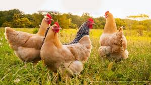 <p>gallinas</p>