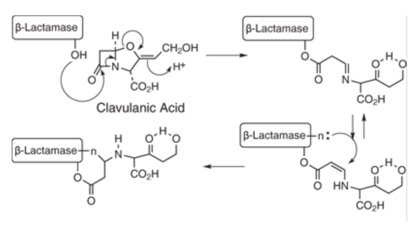 Clavulanic acid is combined with amoxicillin to protect it from enzymatic degradation by β-lactamases.