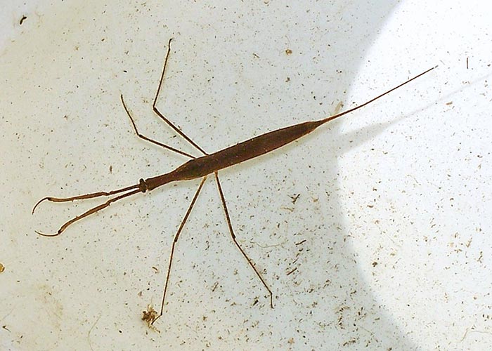 <p>Hemiptera</p><p>water scorpion</p><ul><li><p>some can look like giant waterbugs but they have long tails</p></li></ul><p></p>