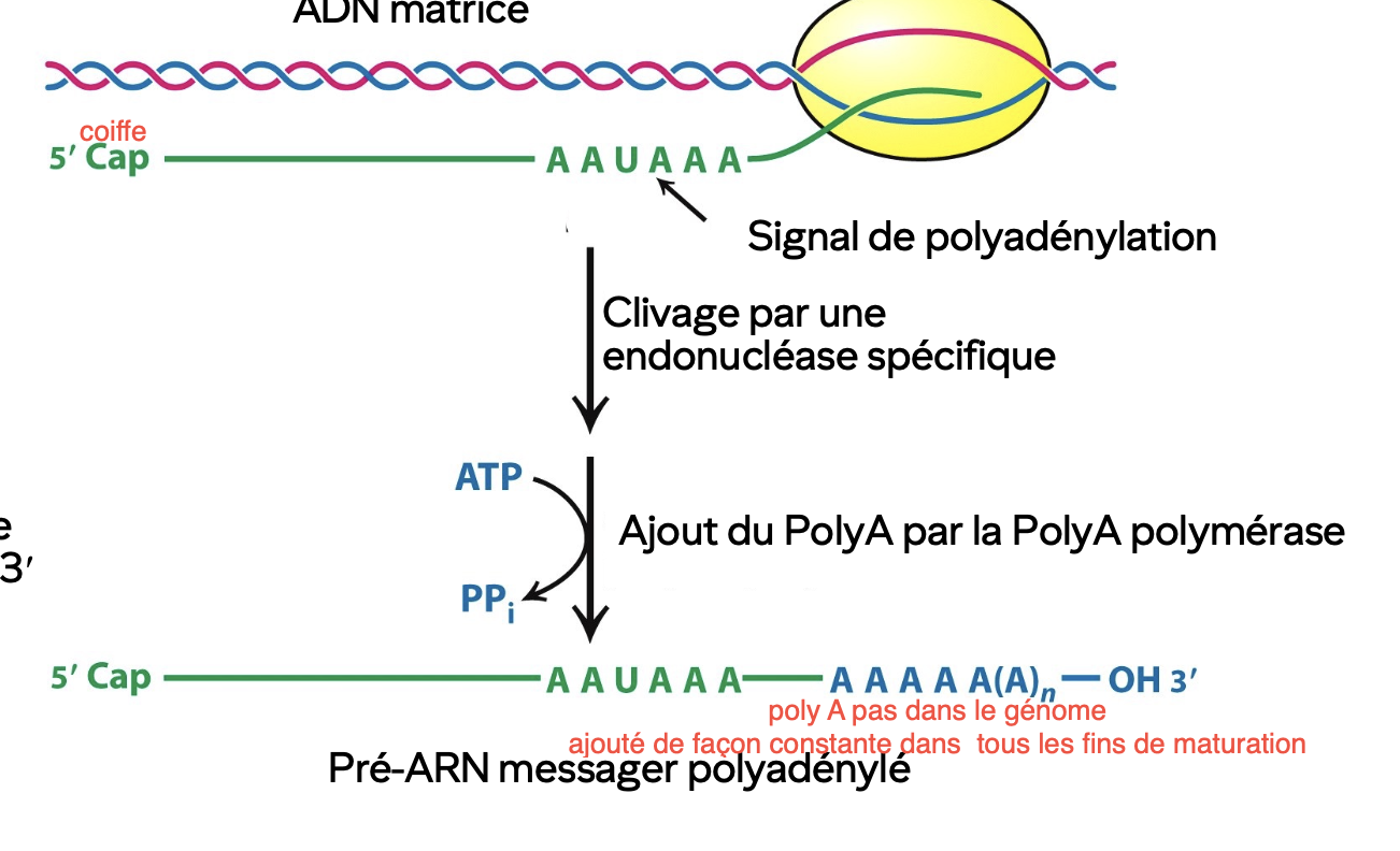 <ul><li><p>Stabilise l’ARNm</p></li><li><p>Marque la fin de la transcription</p></li></ul><p>Identifiable avec le motif AAUAAA suivi d’un site de clivage 15-30 nucléotides après.</p><p>Après le clivage, il y aura une polymérisation d’adénine à l’extrémité 3’ demandant de l’ATP</p><p></p>
