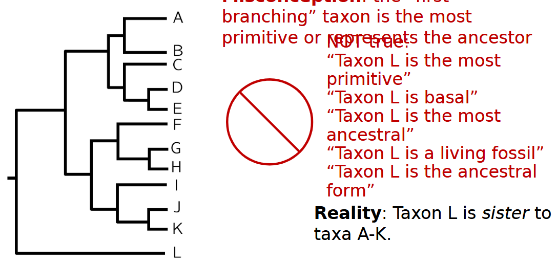 <p>another misconception is no change in primitive taxa after divergence</p>