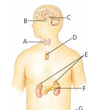 the body's "slow" chemical communication system; a set of glands that secrete hormones into the bloodstream