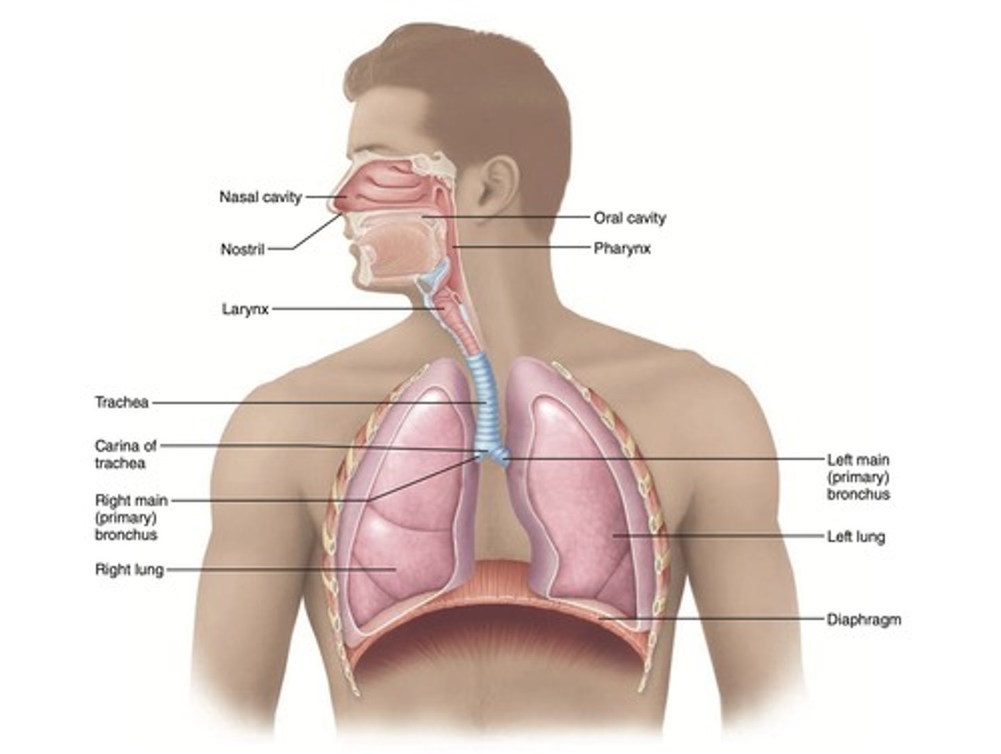 <p>Pathway for air: nasal cavity → pharynx → larynx → trachea → primary bronchi → terminal bronchioles.</p>