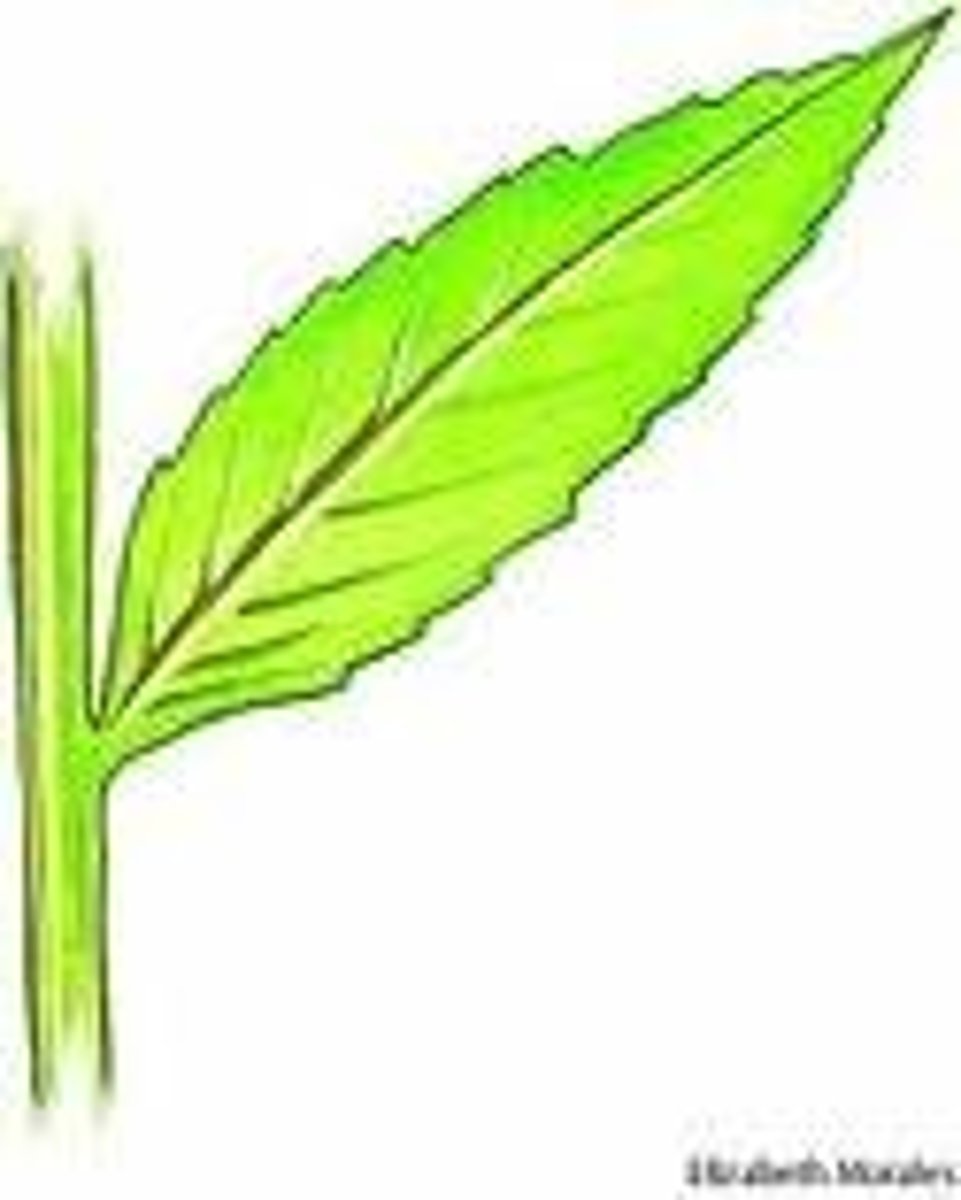 <p>nonmoving plants</p>