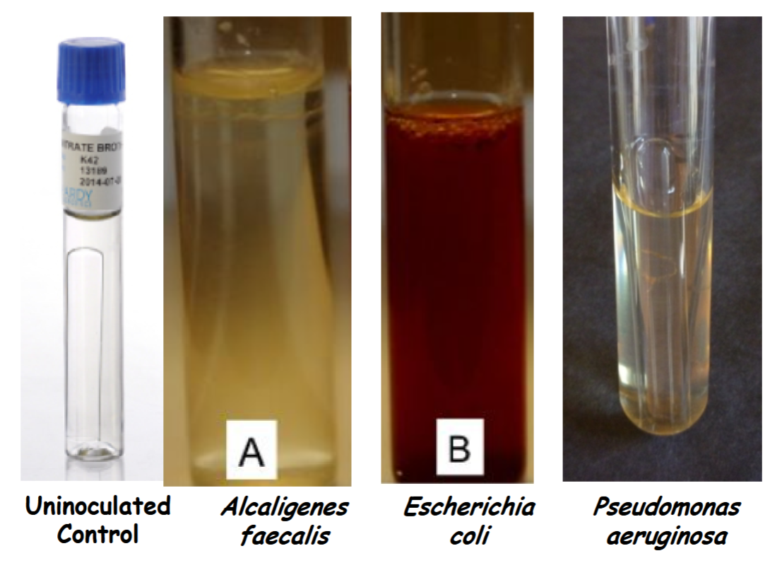<p>Escherichia coli Nitrate reduction to nitrite (NO<sub>3</sub><sup>– </sup>→ NO<sub>2</sub><sup>–</sup>); nitrate reductase is present. +</p><p>uninoculated control, Alcaligenes faecalis, Pseudomonas aeruginosa Incomplete test; requires the addition of zinc dust. Not ready to interpret. </p>