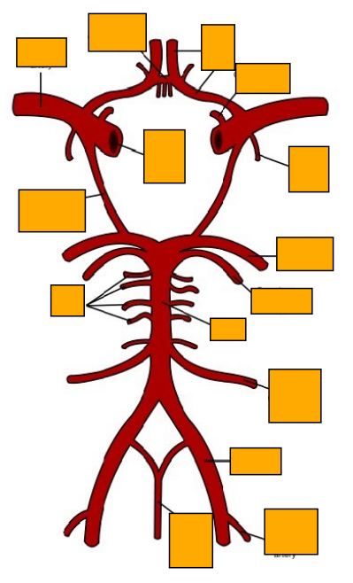 <p>Label this image </p>