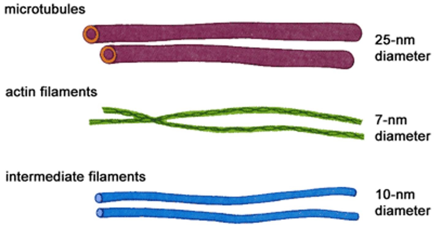 <p>thin, thread-like protein fibers that are part of the cytoskeleton inside cells</p>